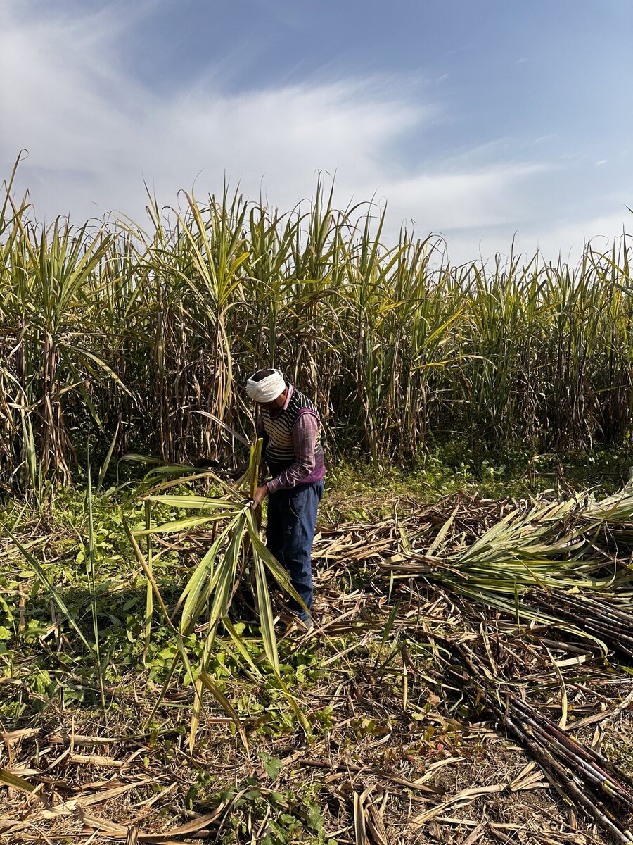 Farmer harvesting sugarcane at Gudluu farm in Bijnor