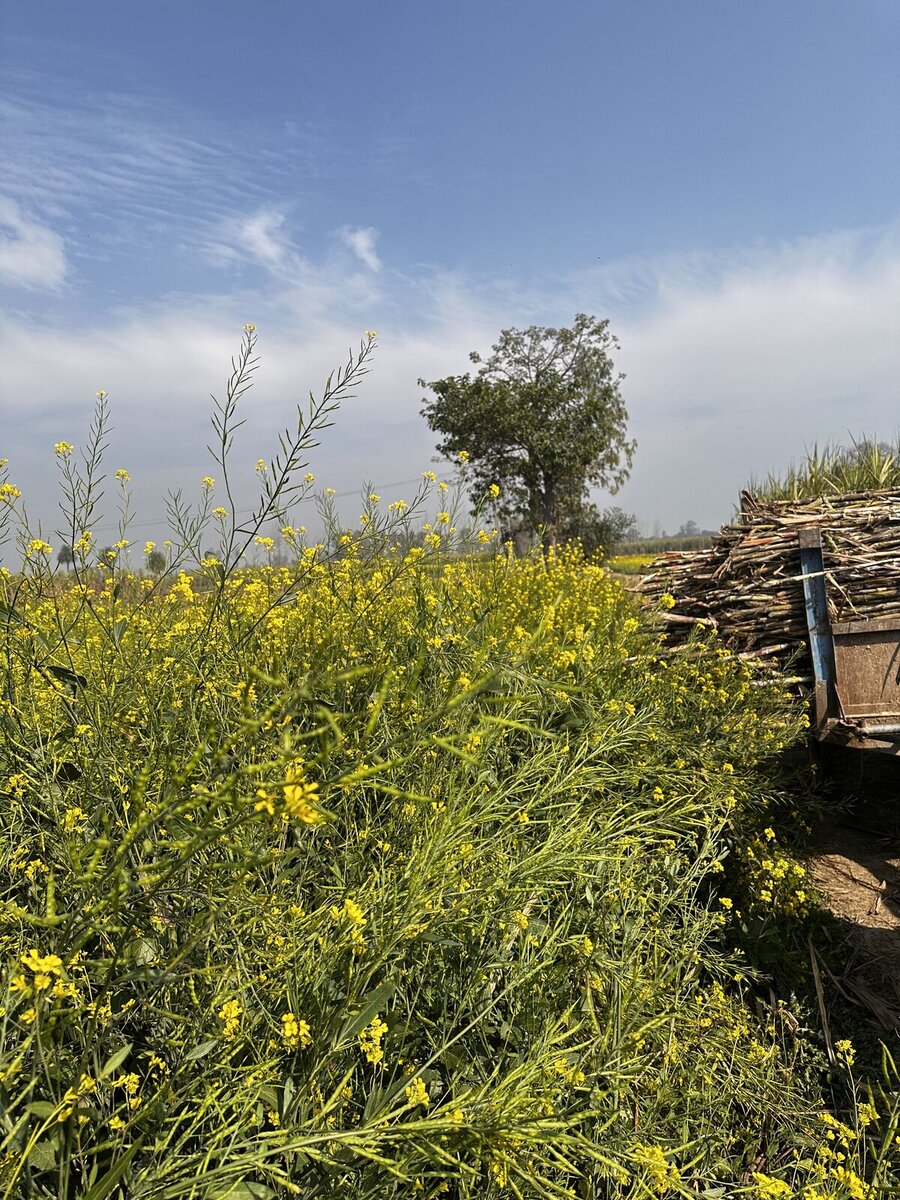 Mustard flowers and sugarcane at Gudluu farm